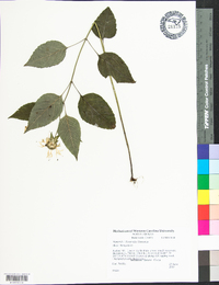 Monarda clinopodia image