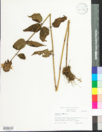 Monarda clinopodia image