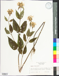 Monarda clinopodia image