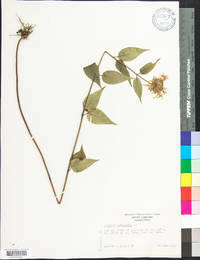 Monarda clinopodia image