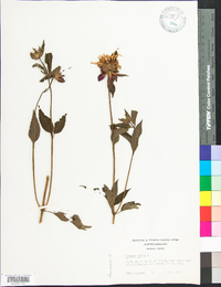 Monarda didyma image