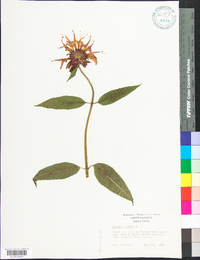 Monarda didyma image