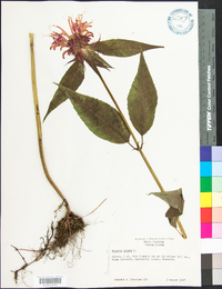 Monarda didyma image