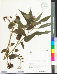 Monarda didyma image