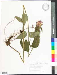 Monarda × media image