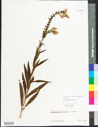 Physostegia virginiana image