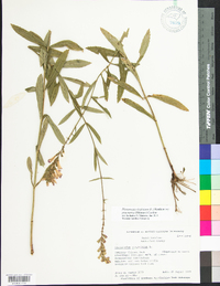 Physostegia virginiana image