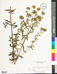 Pycnanthemum flexuosum image