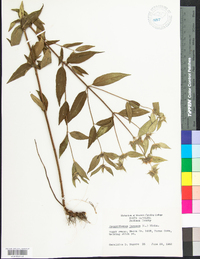 Pycnanthemum incanum image