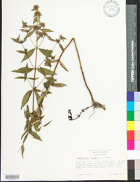 Pycnanthemum incanum image