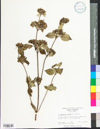 Pycnanthemum incanum image