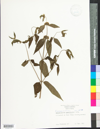 Pycnanthemum incanum image