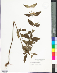 Pycnanthemum incanum image