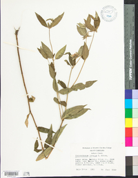 Pycnanthemum incanum image