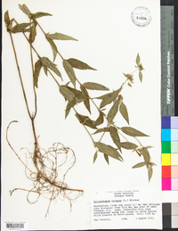 Pycnanthemum incanum image