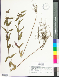 Pycnanthemum incanum image