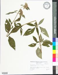 Pycnanthemum incanum image