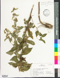 Pycnanthemum incanum image