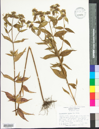 Pycnanthemum incanum image