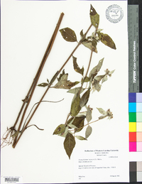 Pycnanthemum incanum image