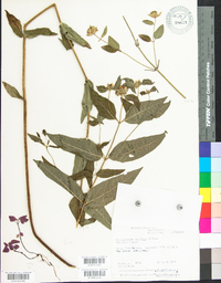 Pycnanthemum montanum image