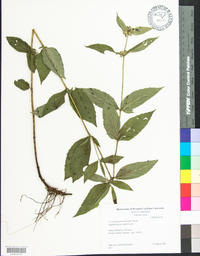 Pycnanthemum montanum image