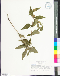 Pycnanthemum montanum image