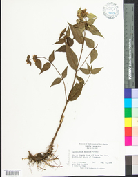 Pycnanthemum montanum image