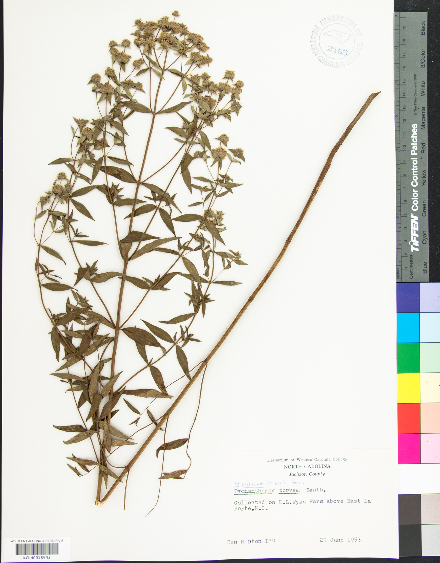 Pycnanthemum muticum image