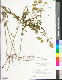 Pycnanthemum flexuosum image