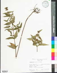 Pycnanthemum incanum image