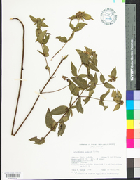 Pycnanthemum montanum image