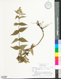 Pycnanthemum verticillatum image