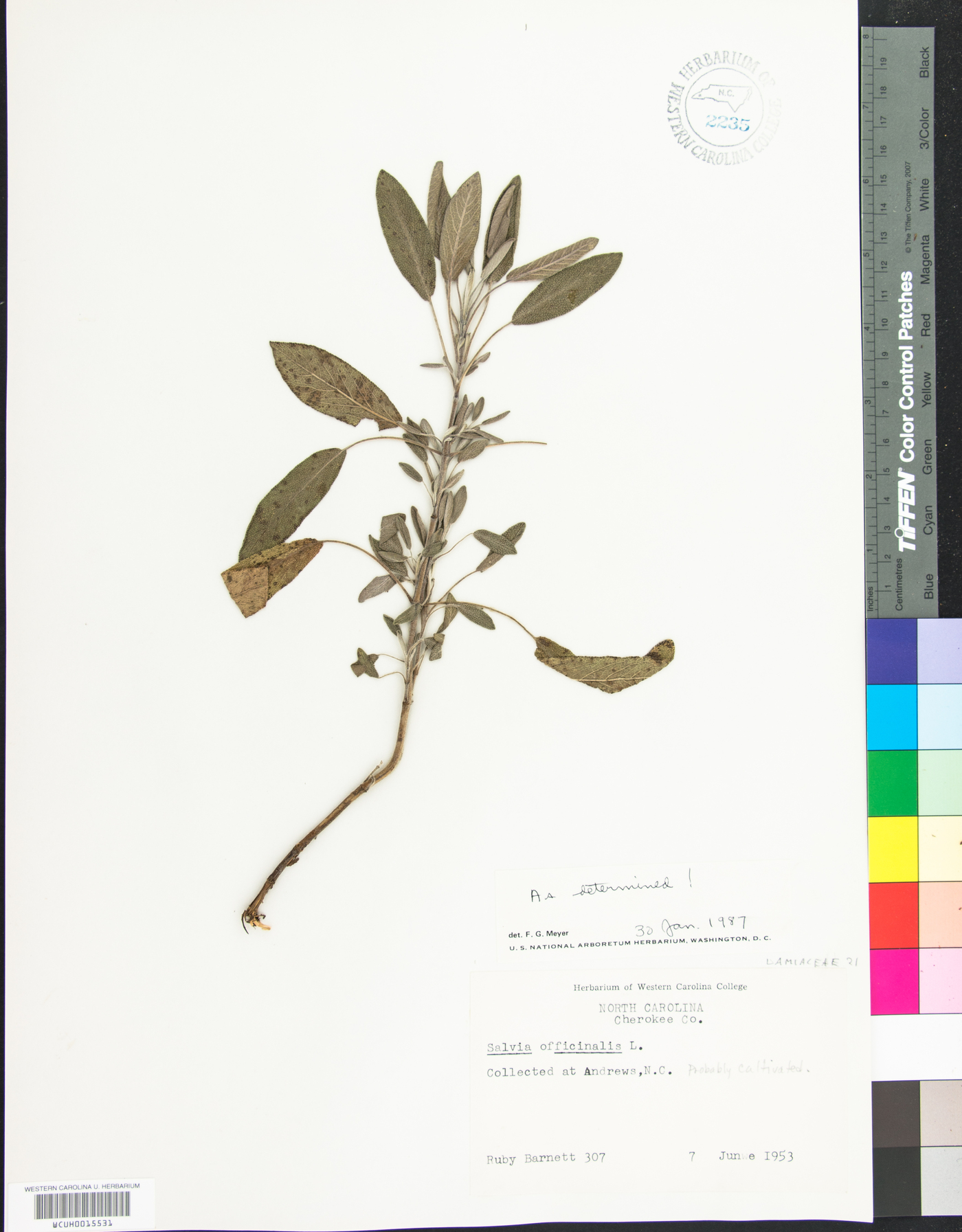 Salvia officinalis image