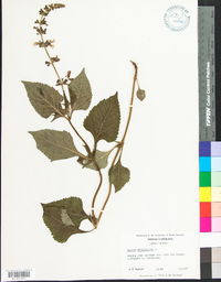 Salvia urticifolia image