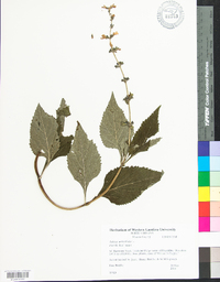 Salvia urticifolia image