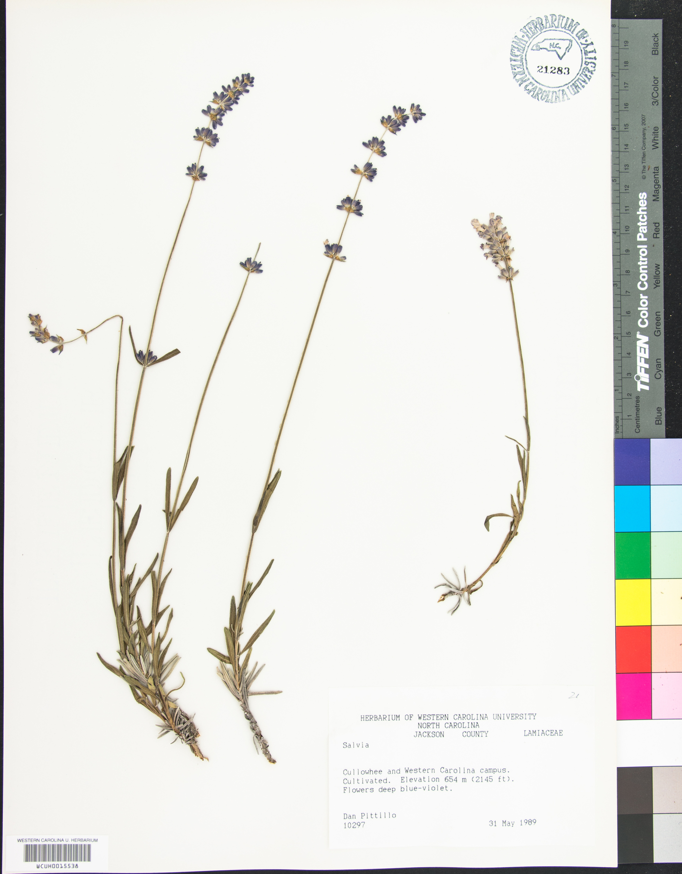 Salvia aegyptiaca image