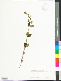 Scutellaria elliptica image