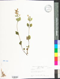 Scutellaria elliptica image