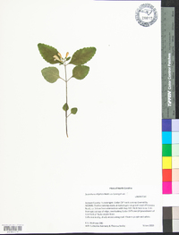 Scutellaria elliptica image