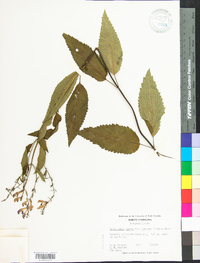 Scutellaria incana image