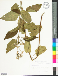 Scutellaria incana image