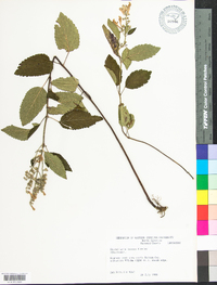 Scutellaria incana image