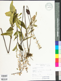 Scutellaria incana image