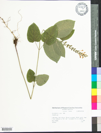 Scutellaria ovata image