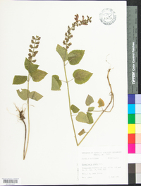 Scutellaria ovata image