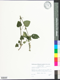 Scutellaria ovata image