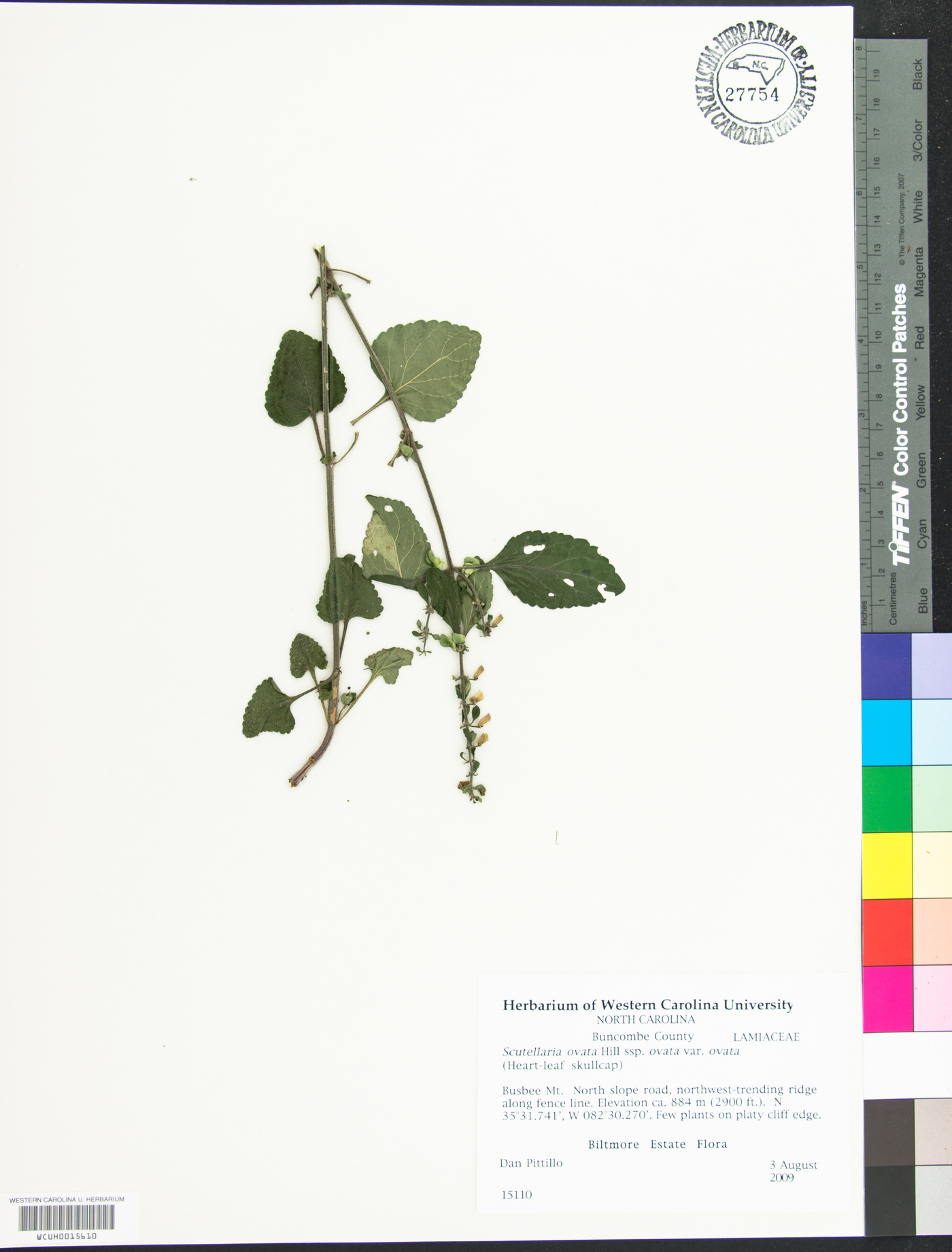 Scutellaria ovata var. ovata image