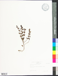 Scutellaria parvula image