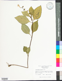 Scutellaria serrata image